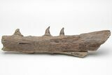 Fossil Mosasaur (Platecarpus) Lower Jaw Section - Kansas #207907-3